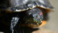 Fußballgroße Schildkröte auf Autobahnzufahrt - vermutlich ausgesetzt