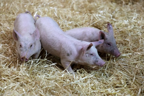 Bild vergr&ouml;&szlig;ern: 600 Ferkel ohne Wasser: Autobahnpolizei stoppt Tiertransport bei Hitze in Bayern