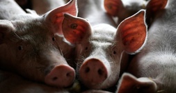 Weniger schweinehaltende Betriebe - Zahl der Tiere aber steigend