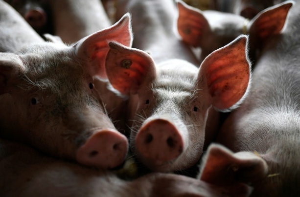 Bild vergr&ouml;&szlig;ern: Weniger schweinehaltende Betriebe - Zahl der Tiere aber steigend