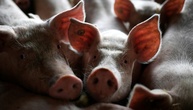 Weniger schweinehaltende Betriebe - Zahl der Tiere aber steigend