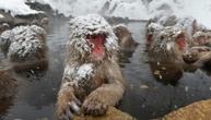 Schlechtes Benehmen von Touristen: Schneeaffenpark in Japan begrenzt Besucherzahl