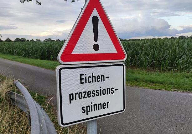 Bild vergr&ouml;&szlig;ern: Ministerium: Gifteinsatz gegen Eichenprozessionsspinner möglich