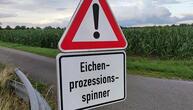 Ministerium: Gifteinsatz gegen Eichenprozessionsspinner möglich