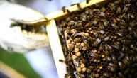 Frankreich debattiert erneut über die Wiederzulassung von Bienenkillern