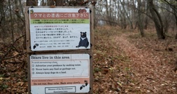 Japans Polizei untersucht mögliche weitere tödliche Bären-Attacke