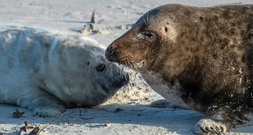 Erneut mehr Kegelrobben in Wattenmeer gezählt