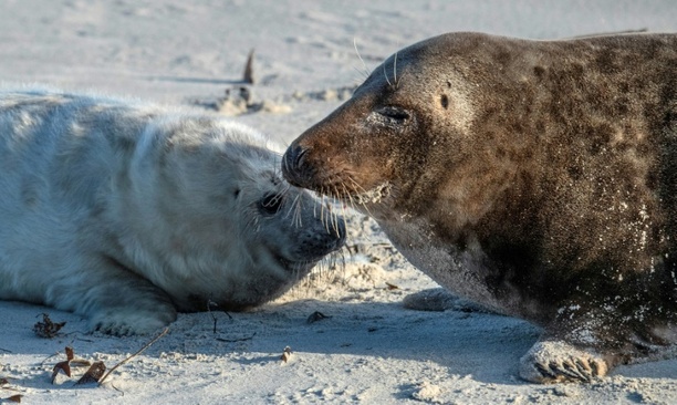 Bild vergr&ouml;&szlig;ern: Erneut mehr Kegelrobben in Wattenmeer gezählt