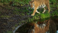 Nach Tigerausbruch in Sachsen: Behörden holen sechs Tiere aus Gehege