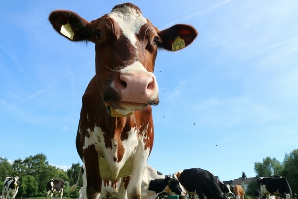 Bild vergr&ouml;&szlig;ern: Jeder Zweite auf dem Dorf hält Landleben für sehr gesund