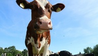 Jeder Zweite auf dem Dorf hält Landleben für sehr gesund