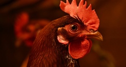 Gefügel und Schweine: Brüssel stellt strengere Tierschutzregeln in Aussicht