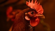 Gefügel und Schweine: Brüssel stellt strengere Tierschutzregeln in Aussicht