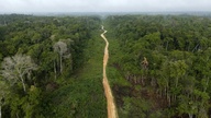 Brasilien: Abholzung von Amazonas-Regenwald auf neuem Tiefstand