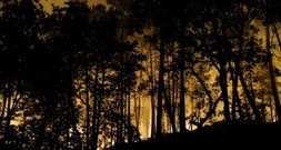 Waldbrand bei Fontainebleau nahe Paris - Urlaubsverkehr beeinträchtigt