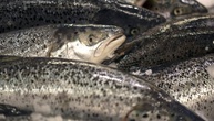 Betrug mit Angelurlauben in Norwegen: Durchsuchungen in Sachsen und Niedersachsen