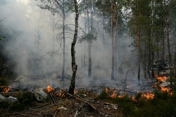 Bild vergr&ouml;&szlig;ern: Waldbrand südlich von Paris wütet weiter: Gut 2000 Hektar abgebrannt