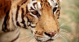Zwei Monate nach Angriff durch entlaufenen Tiger in Sachsen: 72-Jähriger gestorben