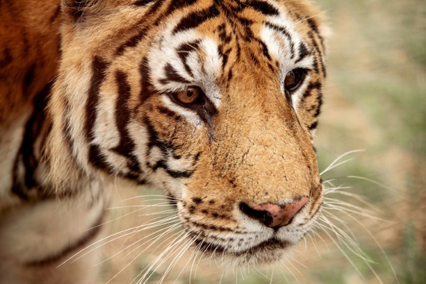 Bild vergr&ouml;&szlig;ern: Zwei Monate nach Angriff durch entlaufenen Tiger in Sachsen: 72-Jähriger gestorben