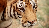 Zwei Monate nach Angriff durch entlaufenen Tiger in Sachsen: 72-Jähriger gestorben