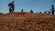 Südafrikanischer Rooibos-Tee reist zu Forschungszwecken ins All