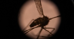 RKI: Vier Beschäftigte an Frankfurter Flughafen an Malaria erkrankt