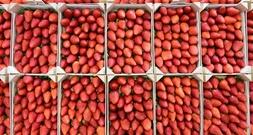 Deutlich niedrigere Ernte von Freiluft-Erdbeeren erwartet - auch weniger Spargel