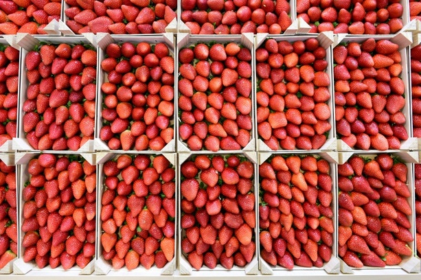 Bild vergr&ouml;&szlig;ern: Deutlich niedrigere Ernte von Freiluft-Erdbeeren erwartet - auch weniger Spargel