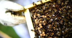 Frankreich will bereits verbotene Bienenkiller unter Auflagen wieder zulassen