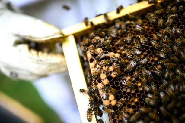 Bild vergr&ouml;&szlig;ern: Frankreich will bereits verbotene Bienenkiller unter Auflagen wieder zulassen