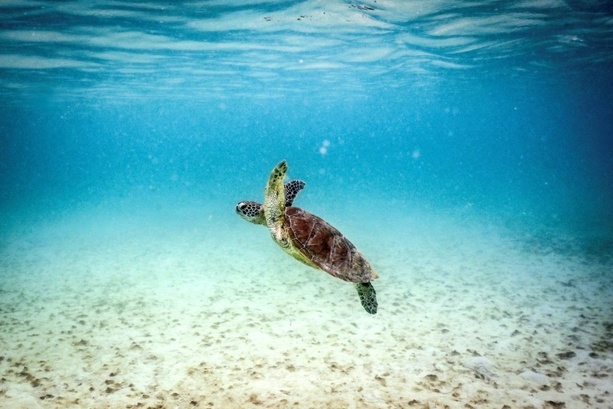 Bild vergr&ouml;&szlig;ern: Great Barrier Reef: Wissenschaftler warnen vor Kollaps des Ökosystems