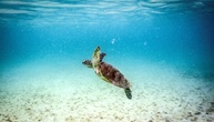 Great Barrier Reef: Wissenschaftler warnen vor
