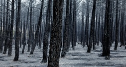 Spanien ruft wegen Waldbränden in zwei Regionen