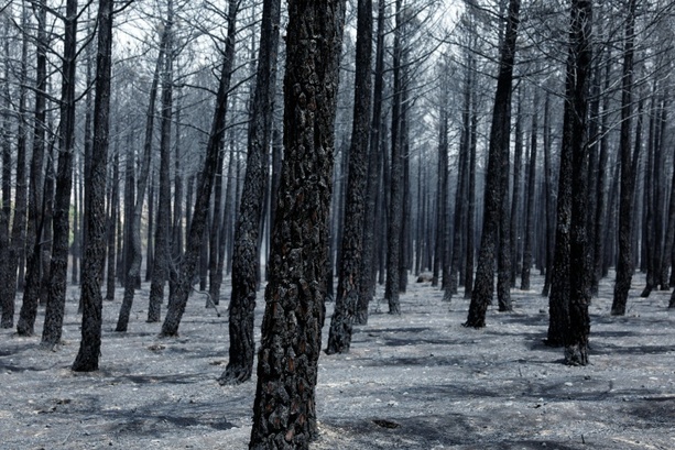 Bild vergr&ouml;&szlig;ern: Spanien ruft wegen Waldbränden in zwei Regionen Notstand nationaler Tragweite aus