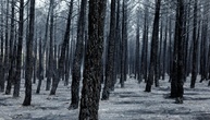 Spanien ruft wegen Waldbränden in zwei Regionen