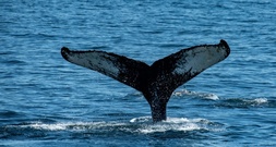 In Ostsee herumschwimmender Buckelwal nun in Flensburger Förde gesichtet