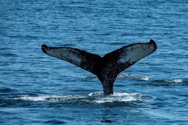 Bild vergr&ouml;&szlig;ern: In Ostsee herumschwimmender Buckelwal nun in Flensburger Förde gesichtet