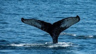 In Ostsee herumschwimmender Buckelwal nun in Flensburger Förde gesichtet