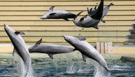 Bei Delfinshow in Duisburger Zoo: Drei Aktivisten springen in Becken