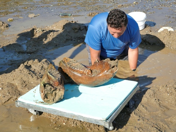 Bild vergr&ouml;&szlig;ern: Ausgetrocknete Donau: Dürre legt Mammutknochen in Bulgarien frei