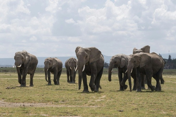 Bild vergr&ouml;&szlig;ern: In Nationalpark in Kenia verendete Elefanten erlagen offenbar Pestizid-Vergiftung