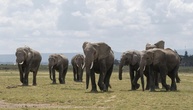 In Nationalpark in Kenia verendete Elefanten erlagen offenbar Pestizid-Vergiftung