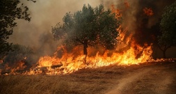 Griechenland: Wind in Brandgebieten lässt nach - Löschflugzeuge erneut im Einsatz
