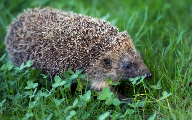 Bild vergr&ouml;&szlig;ern: Stacheliger Eindringling: Igel löst Einbruchalarm in Supermarkt in Hessen aus