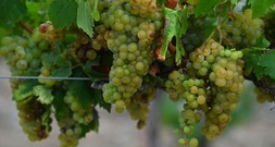 Zuviele Unsicherheiten: Traditionelle Prognose für französische Weinernte verschoben