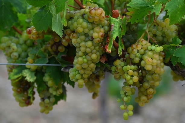 Bild vergr&ouml;&szlig;ern: Zuviele Unsicherheiten: Traditionelle Prognose für französische Weinernte verschoben