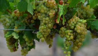Zuviele Unsicherheiten: Traditionelle Prognose für französische Weinernte verschoben