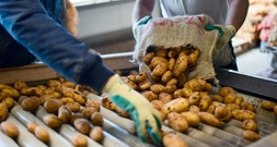 Industrie erwartet niedrige Kartoffelernte wegen extremer Trockenheit
