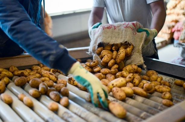 Bild vergr&ouml;&szlig;ern: Industrie erwartet niedrige Kartoffelernte wegen extremer Trockenheit