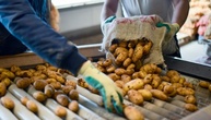 Industrie erwartet niedrige Kartoffelernte wegen extremer Trockenheit